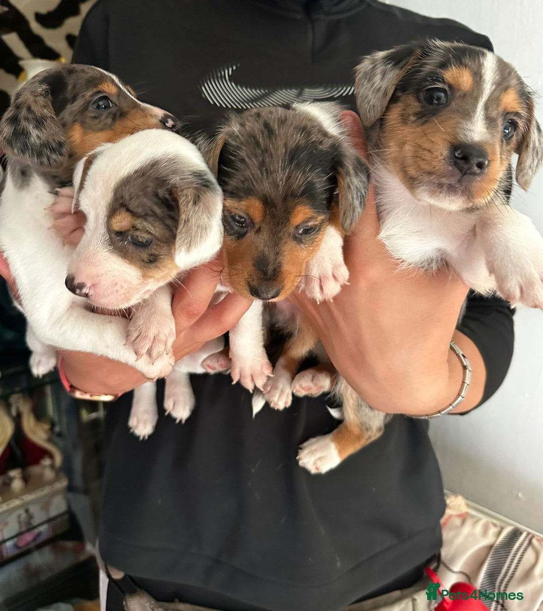 Mixed Breed dogs for sale: Merle Jack Russell X Jack Russell x cockapoo - Image 7
