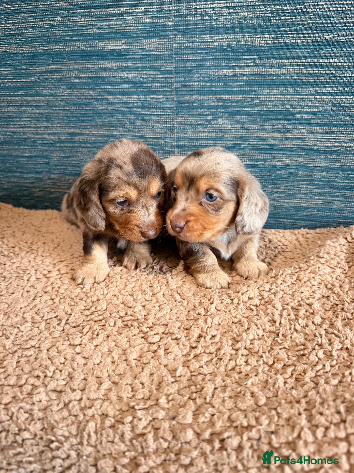Miniature Dachshund dogs KC registered LONGHAIR MINIATURE DACHSHUNDS  - Advert 2