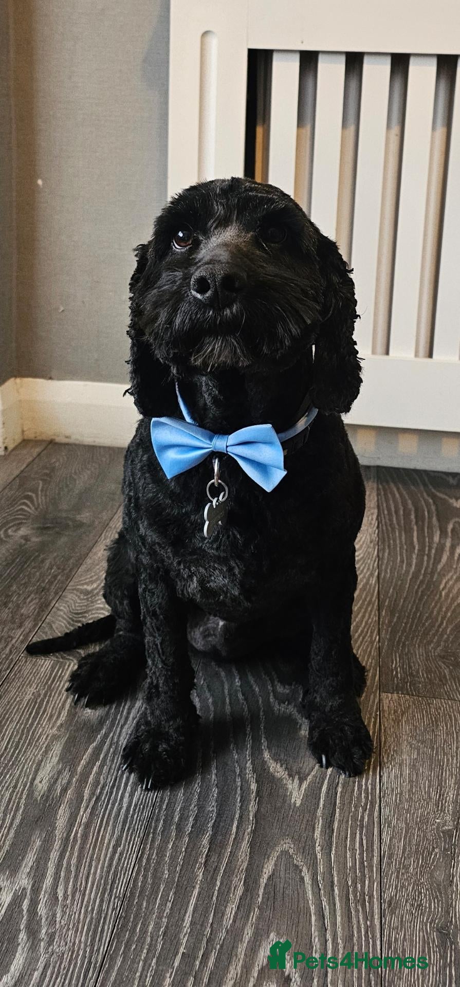 Cockapoo dogs Archie, 4 year old cockapoo.  - Advert 1