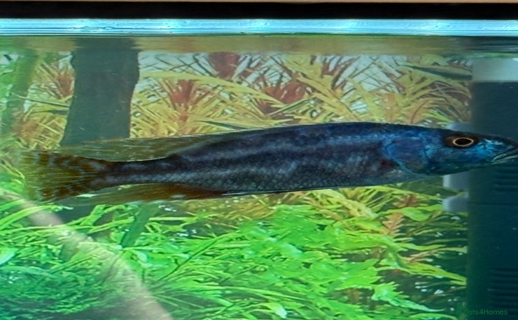 Cichlids fish - Advert 1