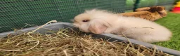 Mini Lion Lop rabbits for sale: Adorable Mini Lion Lops - READY JULY 1ST - Advert 5