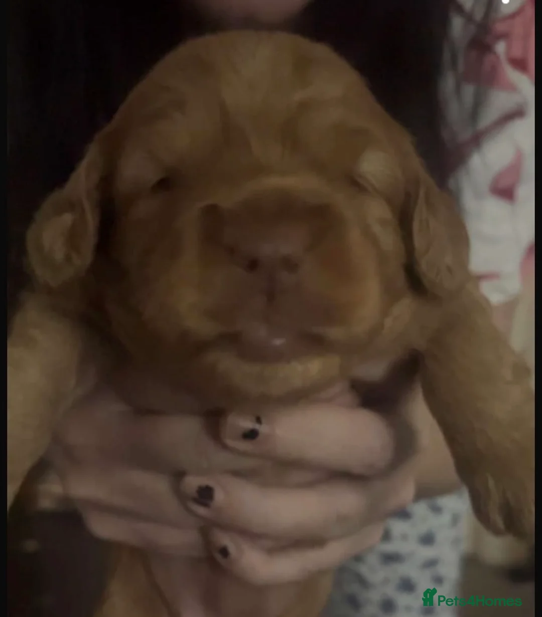 Cockapoo dogs for sale: 5 beautiful cockapoo puppies  - Advert 15