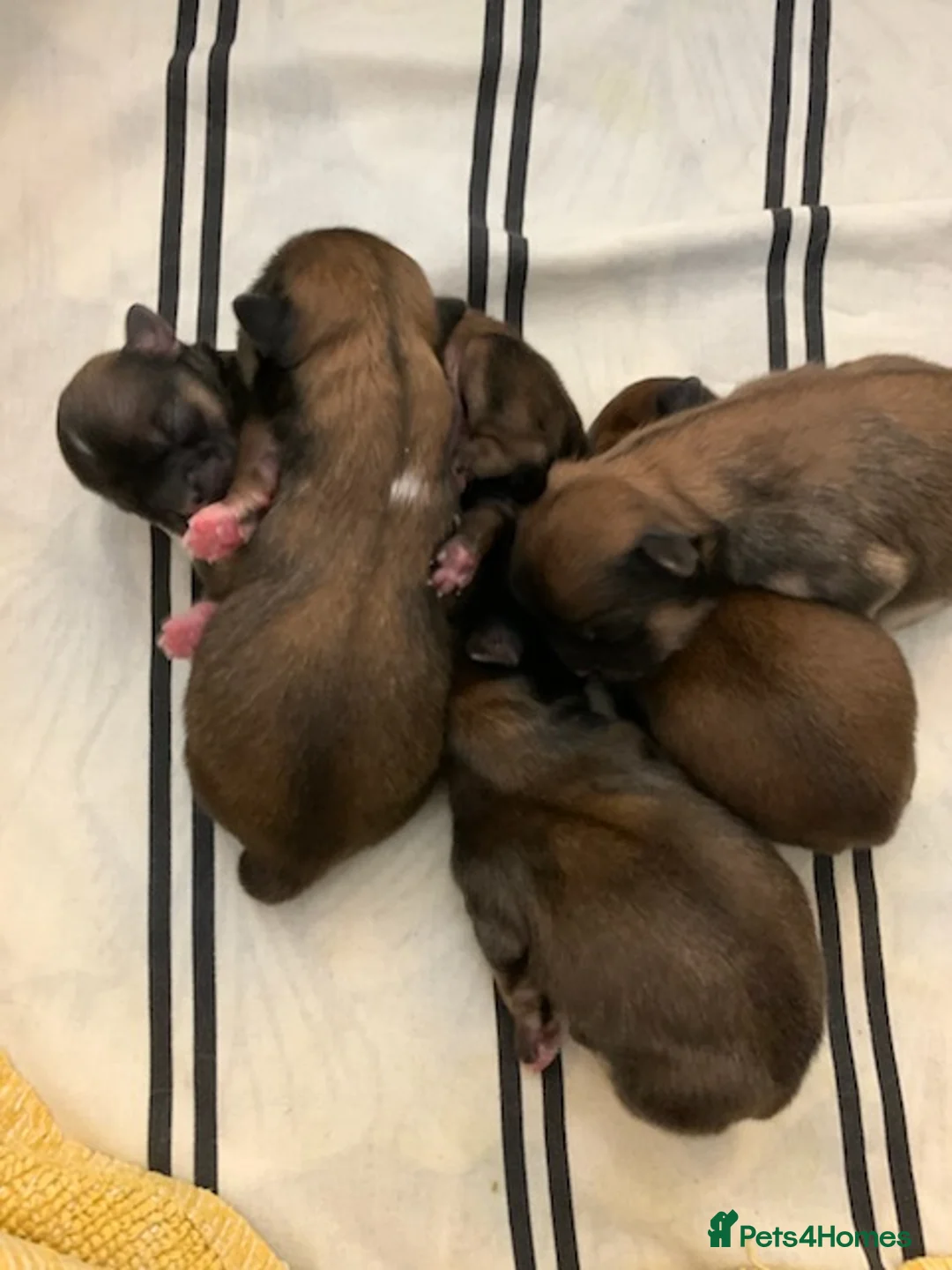 Lhasa Apso dogs for stud: Gorgeous proven KC registered Cooper for **stud** in Pontefract - Advert 16