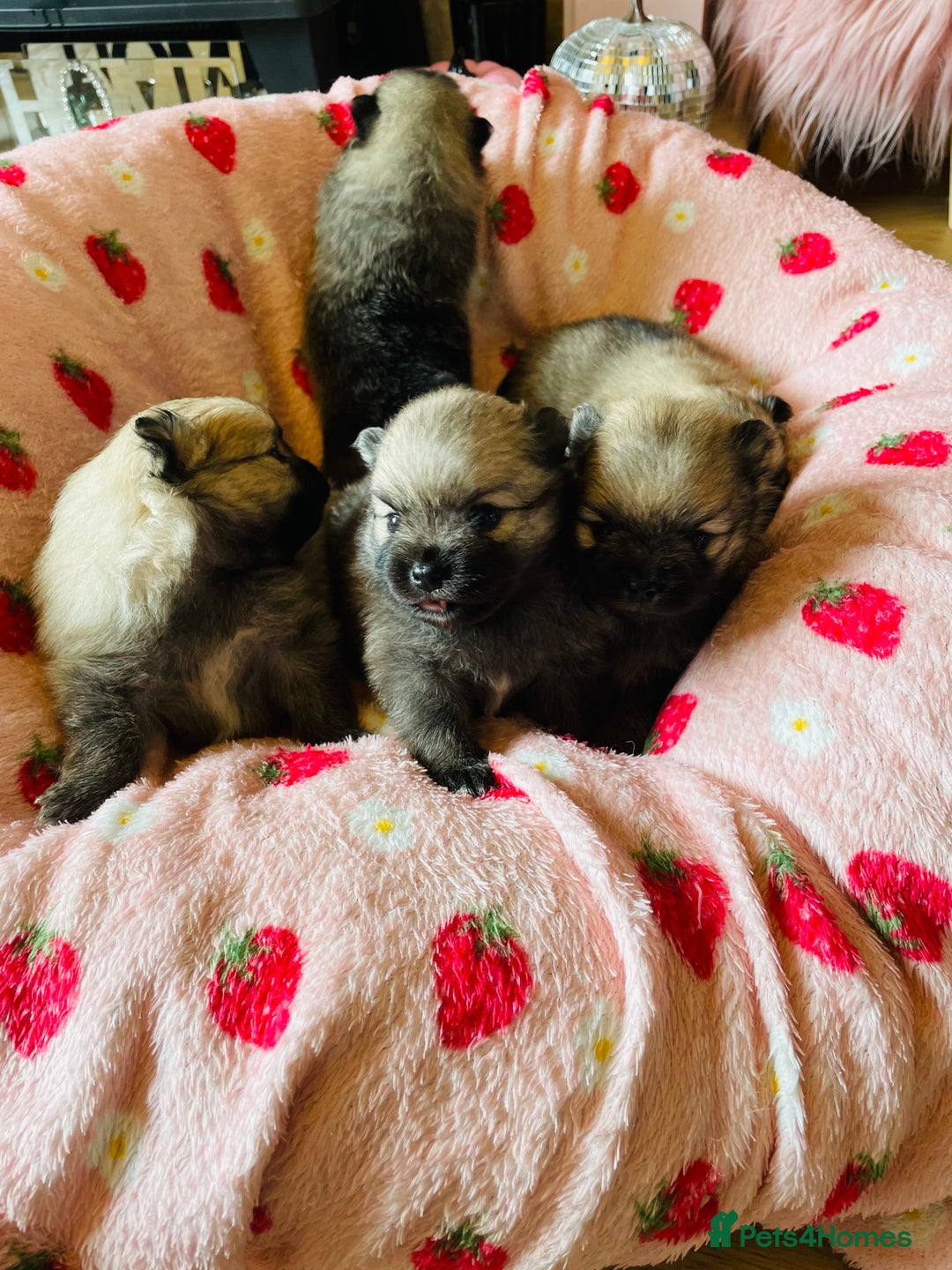 Pomeranian dogs for sale: KC Teddy Bear Pomeranians  - Image 8