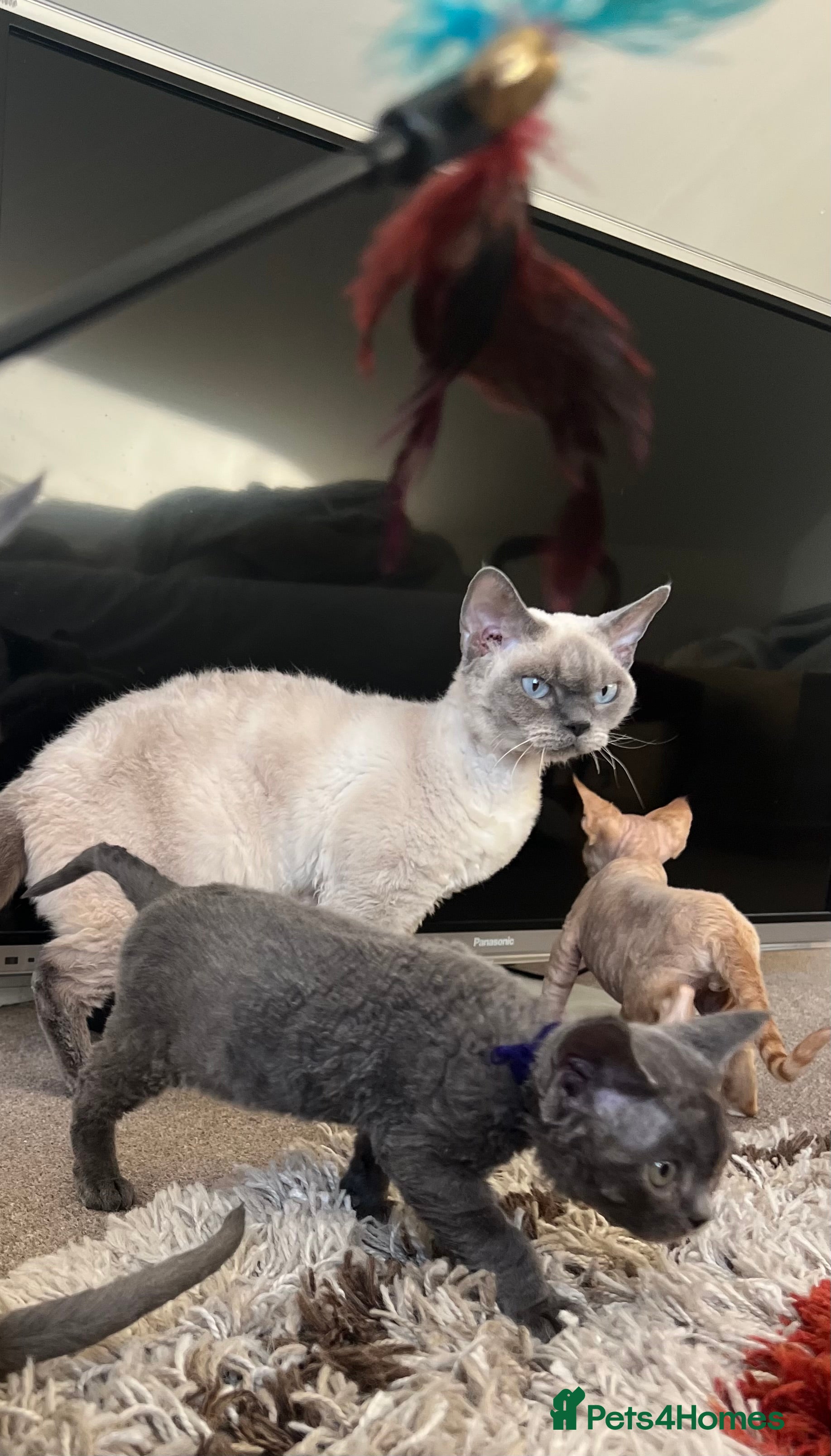 Devon Rex cats Devon Rex kittens  - Advert 1