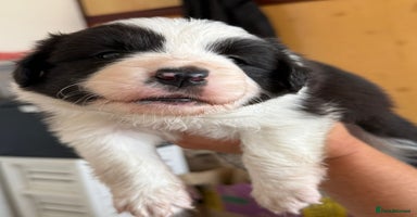 Border Collie dogs - Advert 3