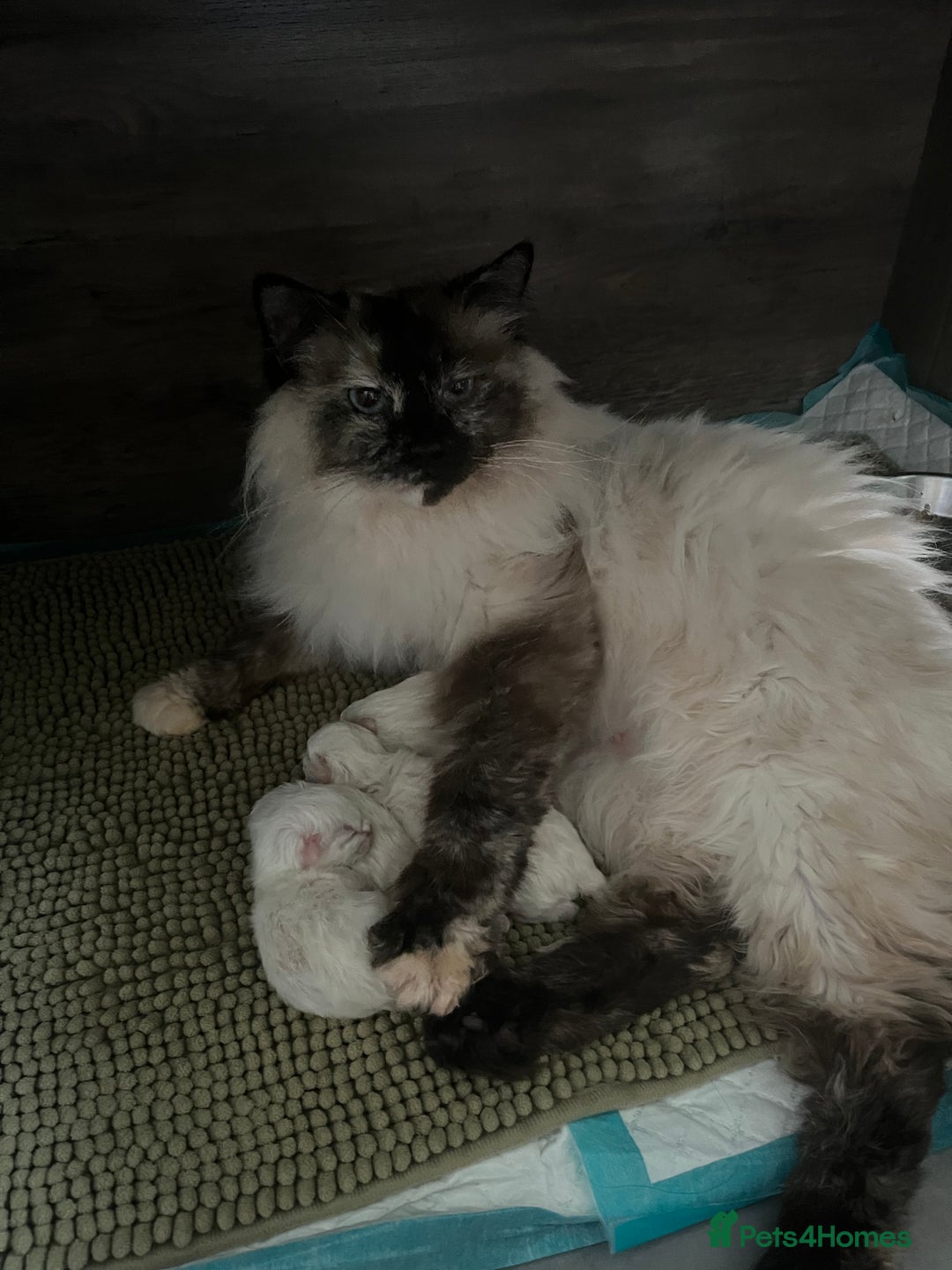 Ragdoll cats for sale: Cream point boy ready now in Lincoln - Image 4
