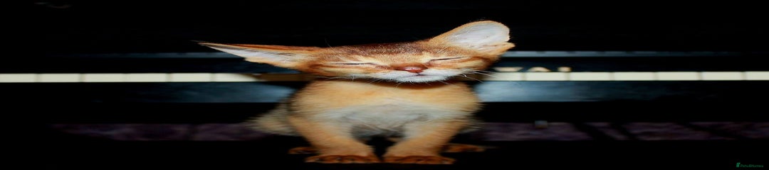 Chausie Kitten 2