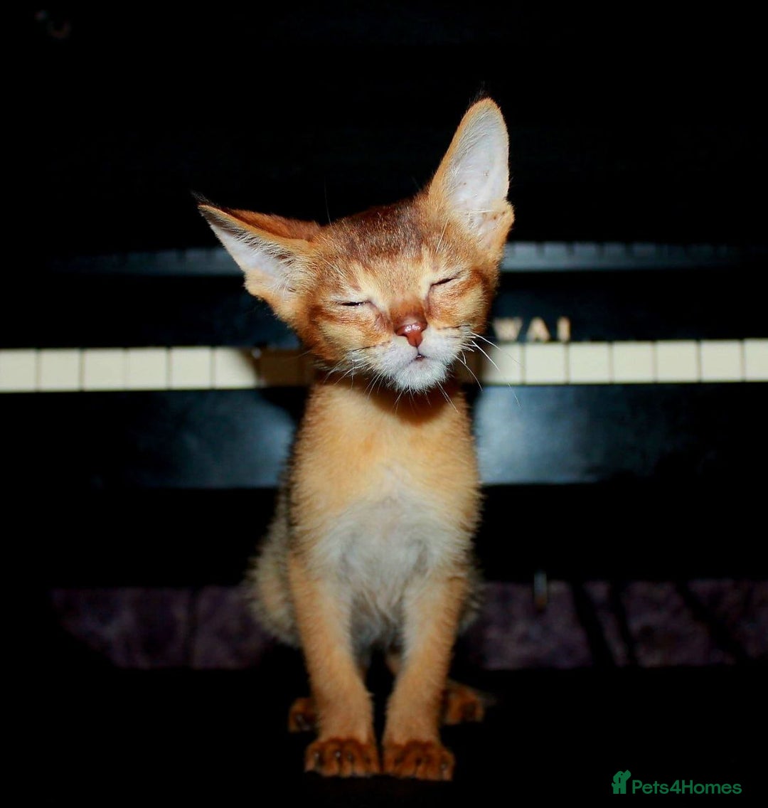 Chausie cats for sale: Adorable Chausie Kittens – 2 males & 1 female - Image 2