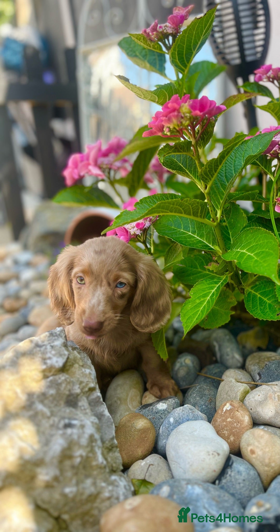 Miniature Dachshund dogs Stunning long haired miniature dachshunds  - Advert 2