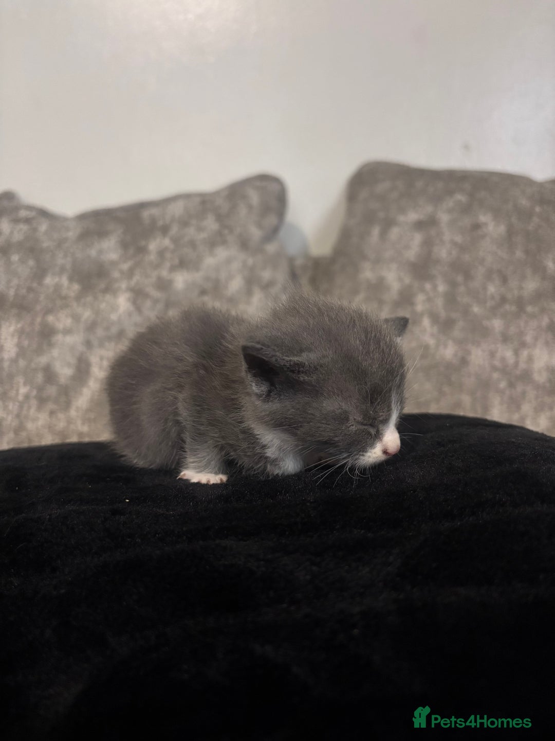 British Shorthair cats for sale: 3/4 British shorthair kittens - Image 6