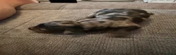 Miniature Dachshund dogs for sale: 4 stunning girl miniature dachshunds  - Advert 8