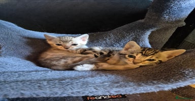 Bengal cats - Advert 11