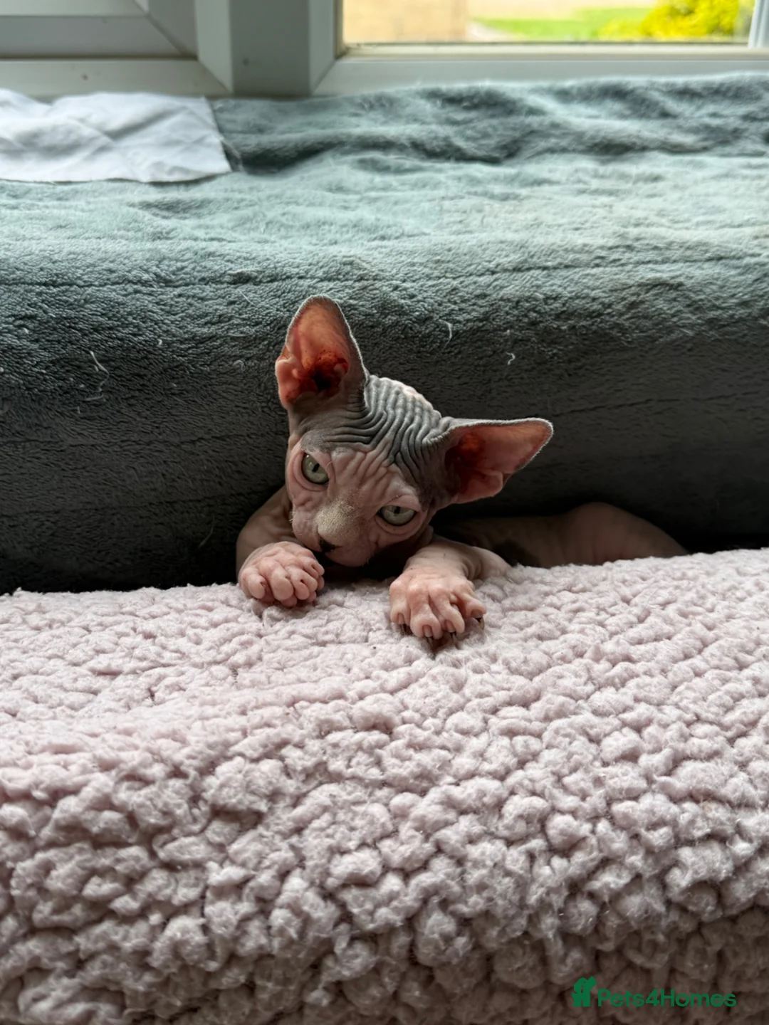 Sphynx cats for sale: Famale Kitten 😻 - Advert 1
