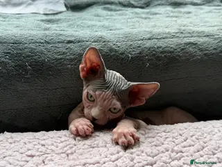 Sphynx cats Famale Kitten 😻 - Advert 2