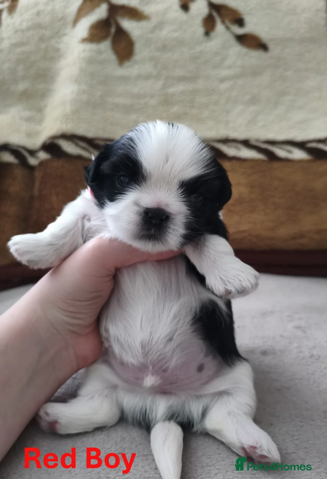 Shih Tzu dogs for sale: Pure Shih Tzu Puppies  - Advert 9