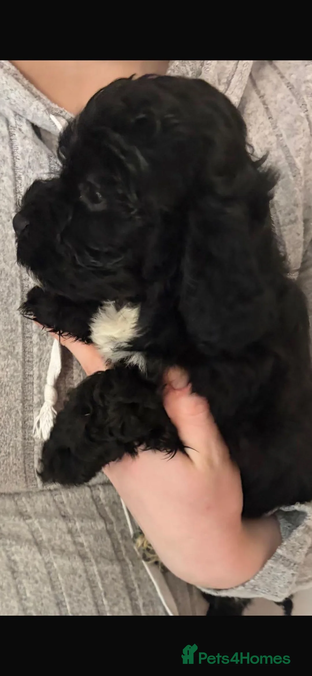 Shihpoo dogs for sale: Toy Shihpoo Mix Litter - Advert 5