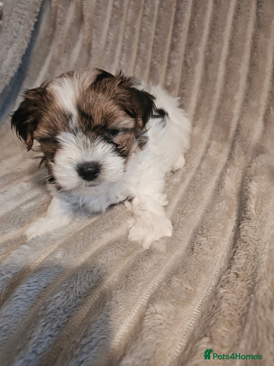 Yorkshire Terrier dogs for sale: Adorable Yorkshire Terrier Biewer Puppies Tricolor - Image 3