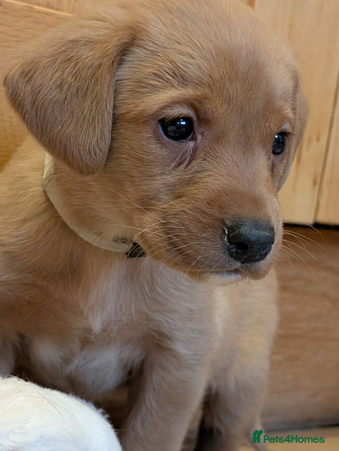 Labrador Retriever dogs for sale: Stunning litter of Labrador retriever pups  - Advert 17