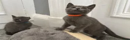 Russian Blue cats for sale: Russian Blue Kittens - Advert 13