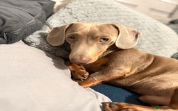 Miniature Dachshund dogs for stud: Isabella make , for stud  - Image 5