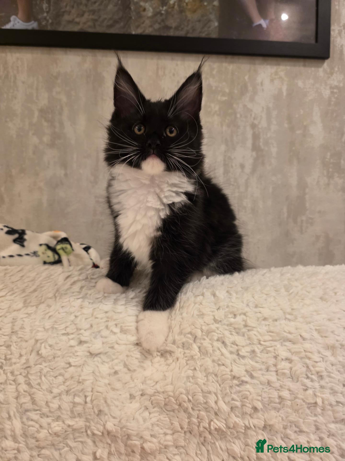 Maine Coon cats for sale: BEAUTIFUL MAINE COON KITTENS - Advert 2