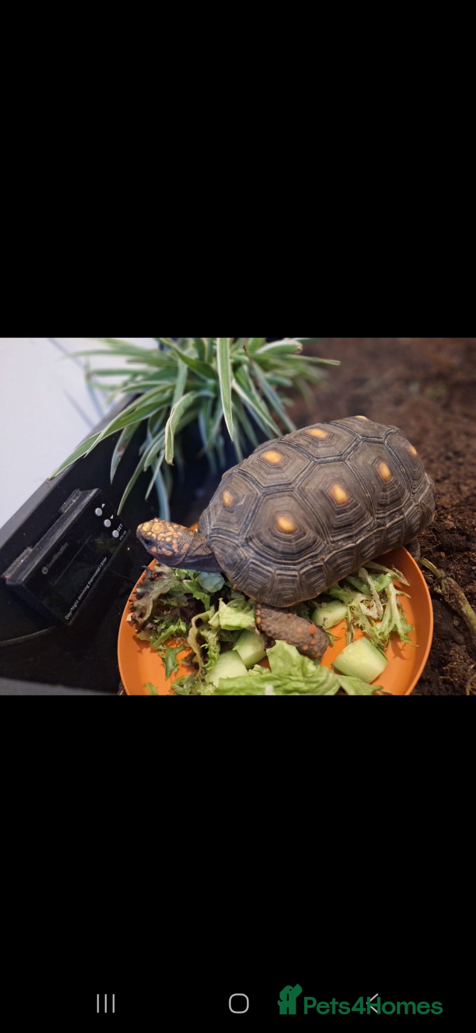 Tortoise reptiles Redfoot tortious  - Advert 1