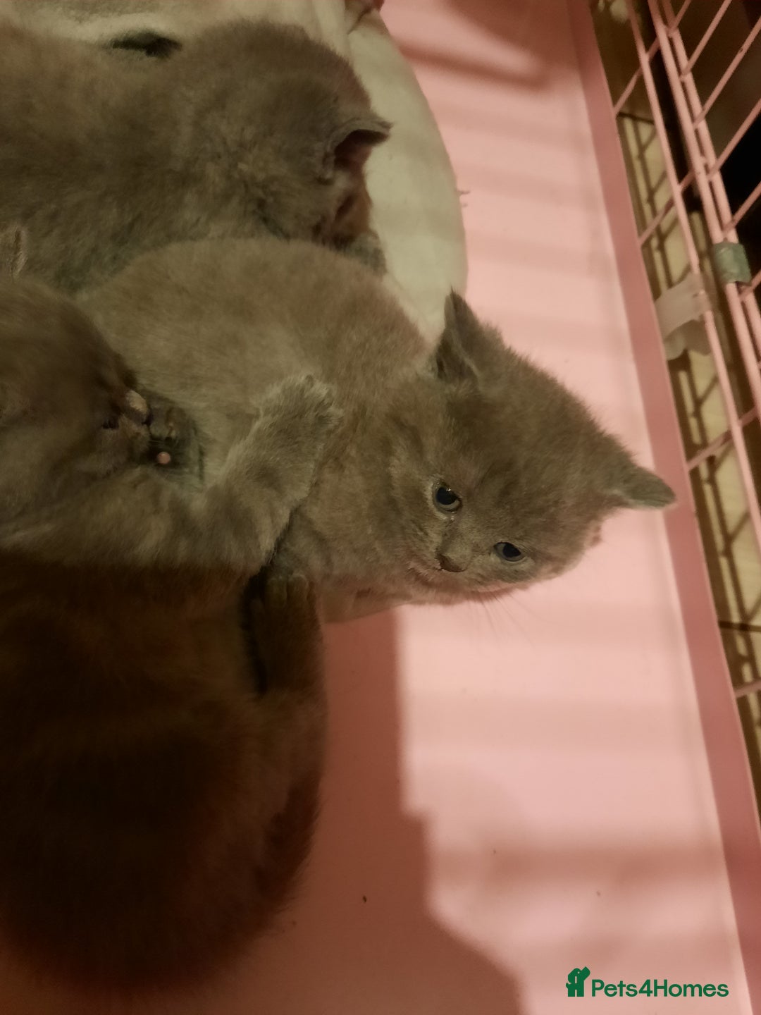 British Shorthair cats for sale: Little british shorthair kittens  - Image 15
