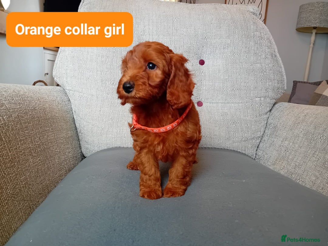 Cockapoo dogs for sale: Dark red F1b Cockapoos - Image 11