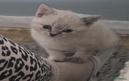 Bengal cats for sale: 14 week old female kitten looking for new home - Image 4