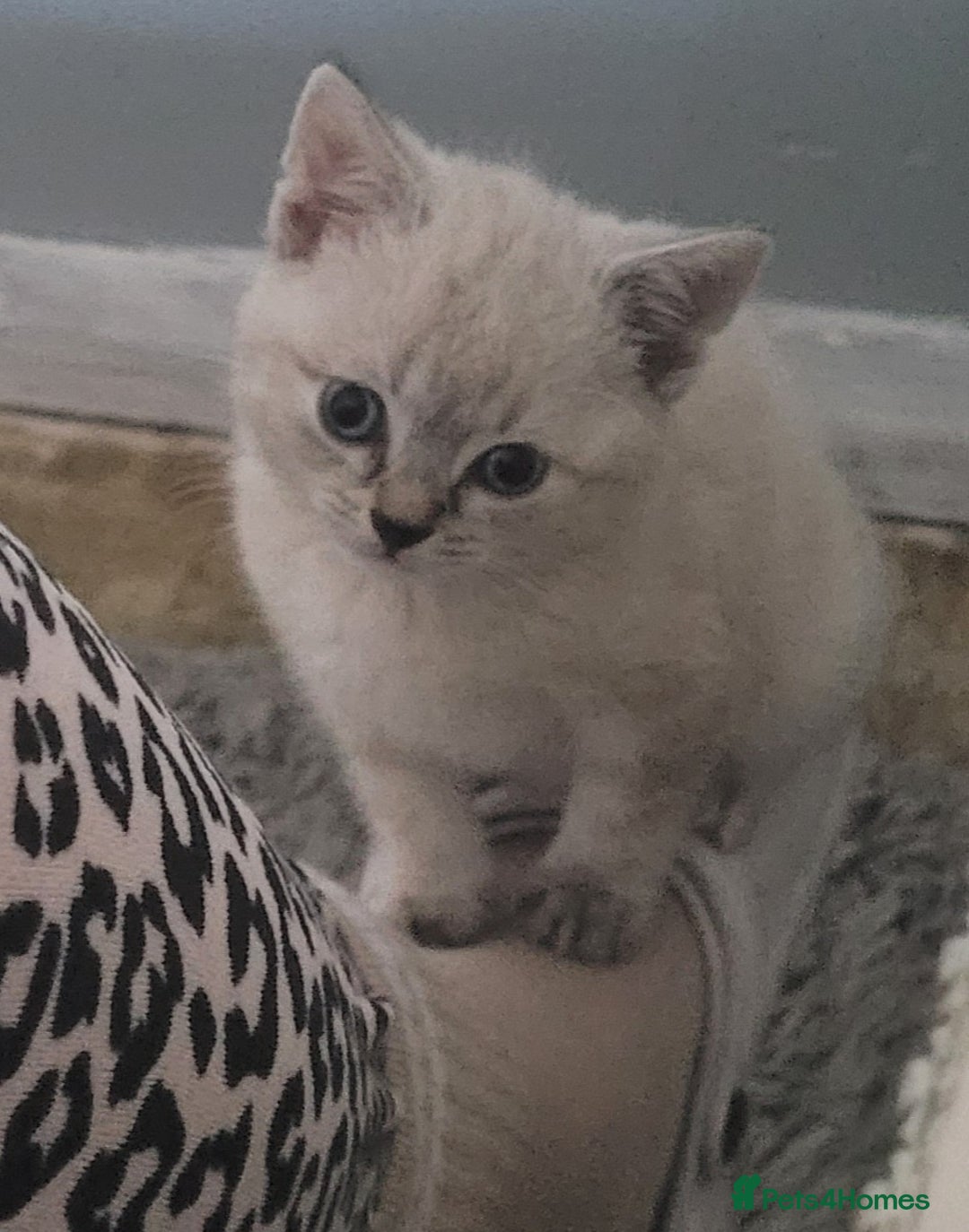 Bengal cats for sale: 14 week old female kitten looking for new home - Image 4