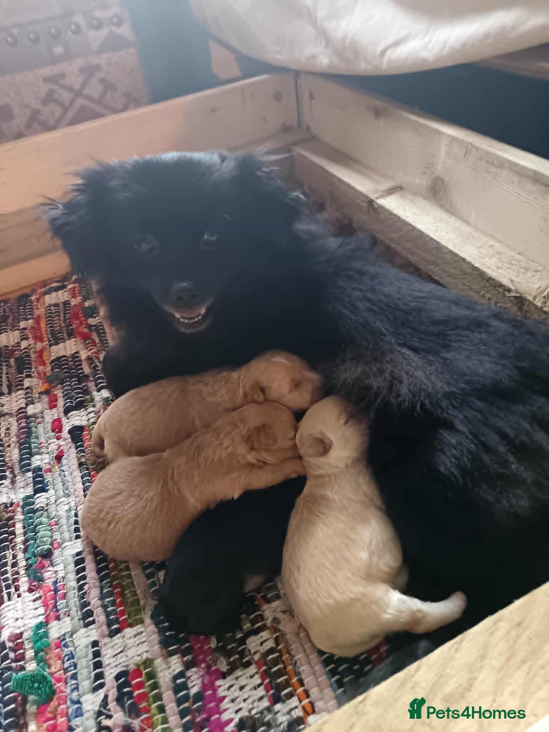 Pomapoo dogs for sale: Pompoo's - Advert 1