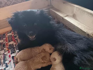 Pomapoo dogs for sale: Pompoo's - Advert 1