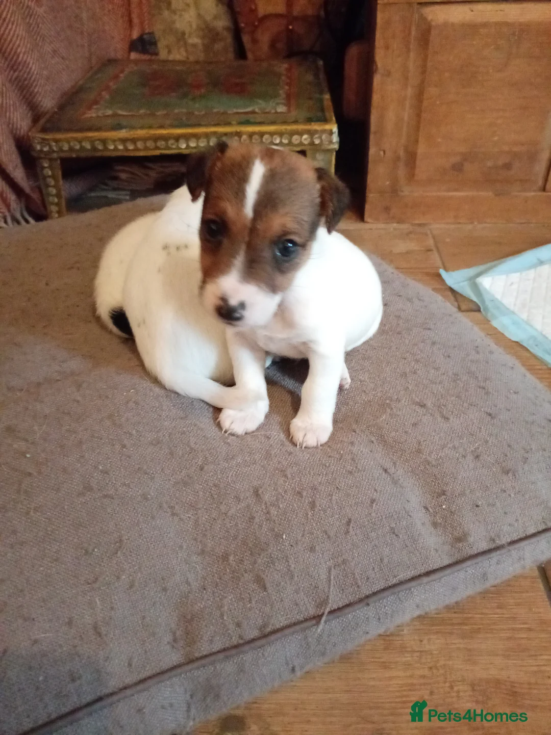 Jack Russell dogs for sale: Jack Russell puppies for sale  - Advert 14