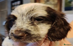 Sprocker dogs for sale: Gorgeous Sprocker Spaniel puppies. - Image 6