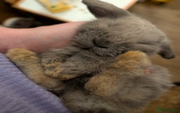 Mini Lop rabbits for sale: Mini Lops £70  - Advert 6