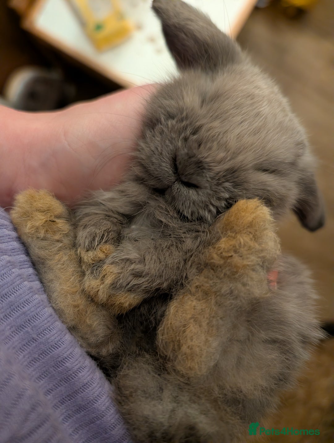 Mini Lop rabbits for sale: Mini Lops £70  - Advert 6
