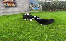 Bearded Collie dogs for sale: Six beautiful Beardie puppies for sale - Image 15