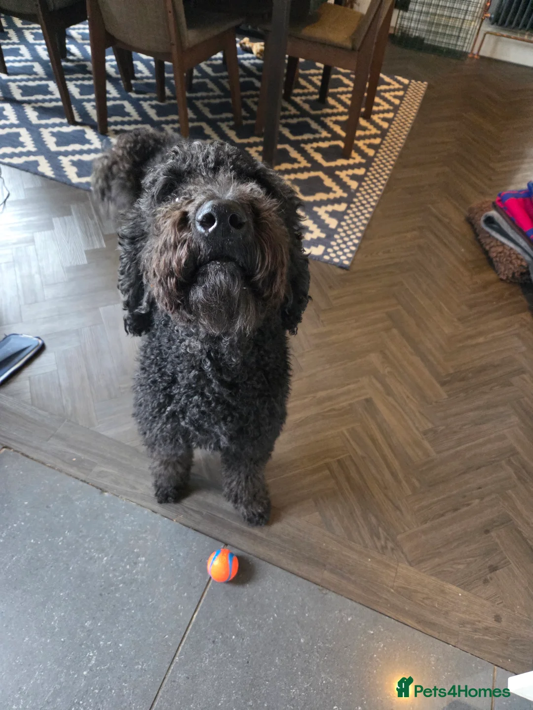 Labradoodle dogs for sale: Labrodoodle Puppies - Advert 14