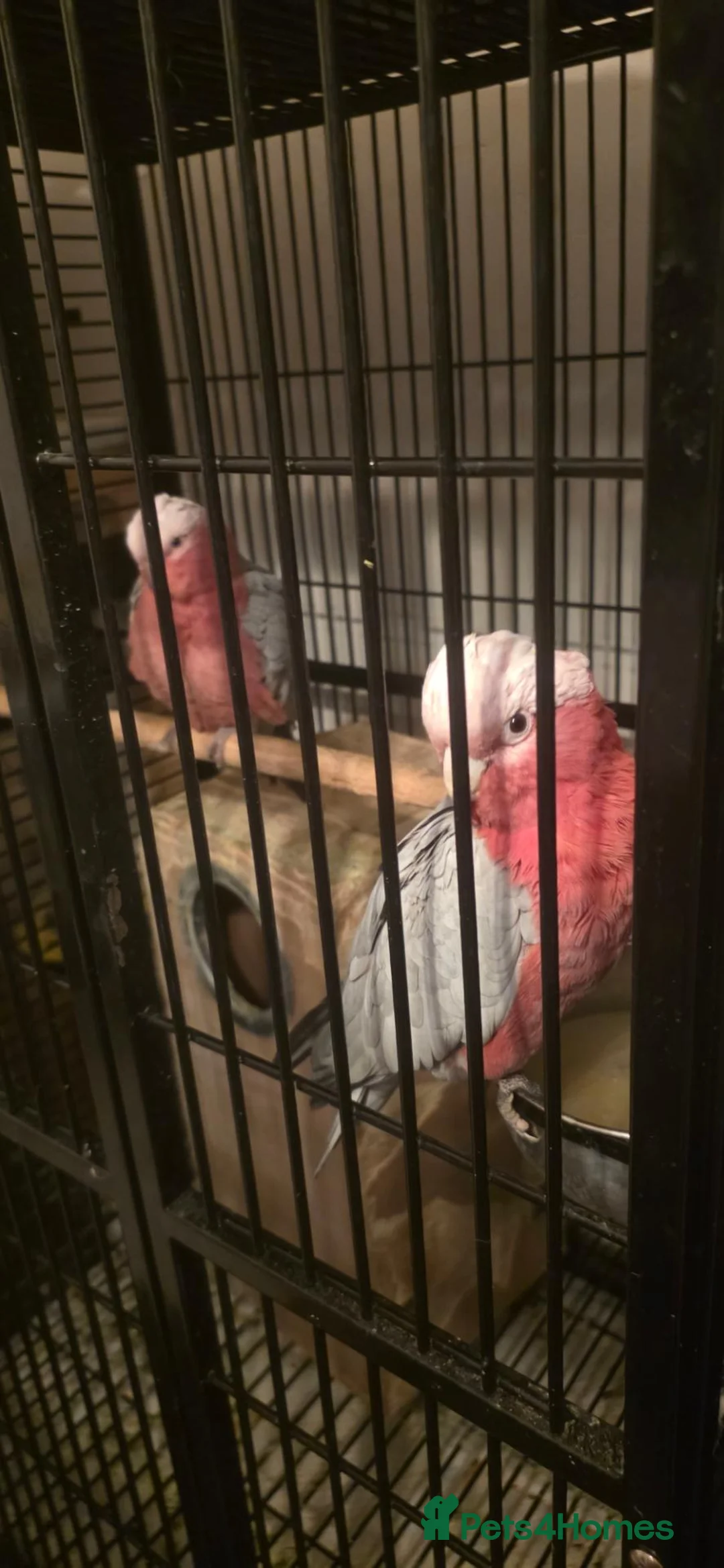 Cockatoo birds for sale: Galah Cockatoos - Potential Future Breeding Pair - Advert 2