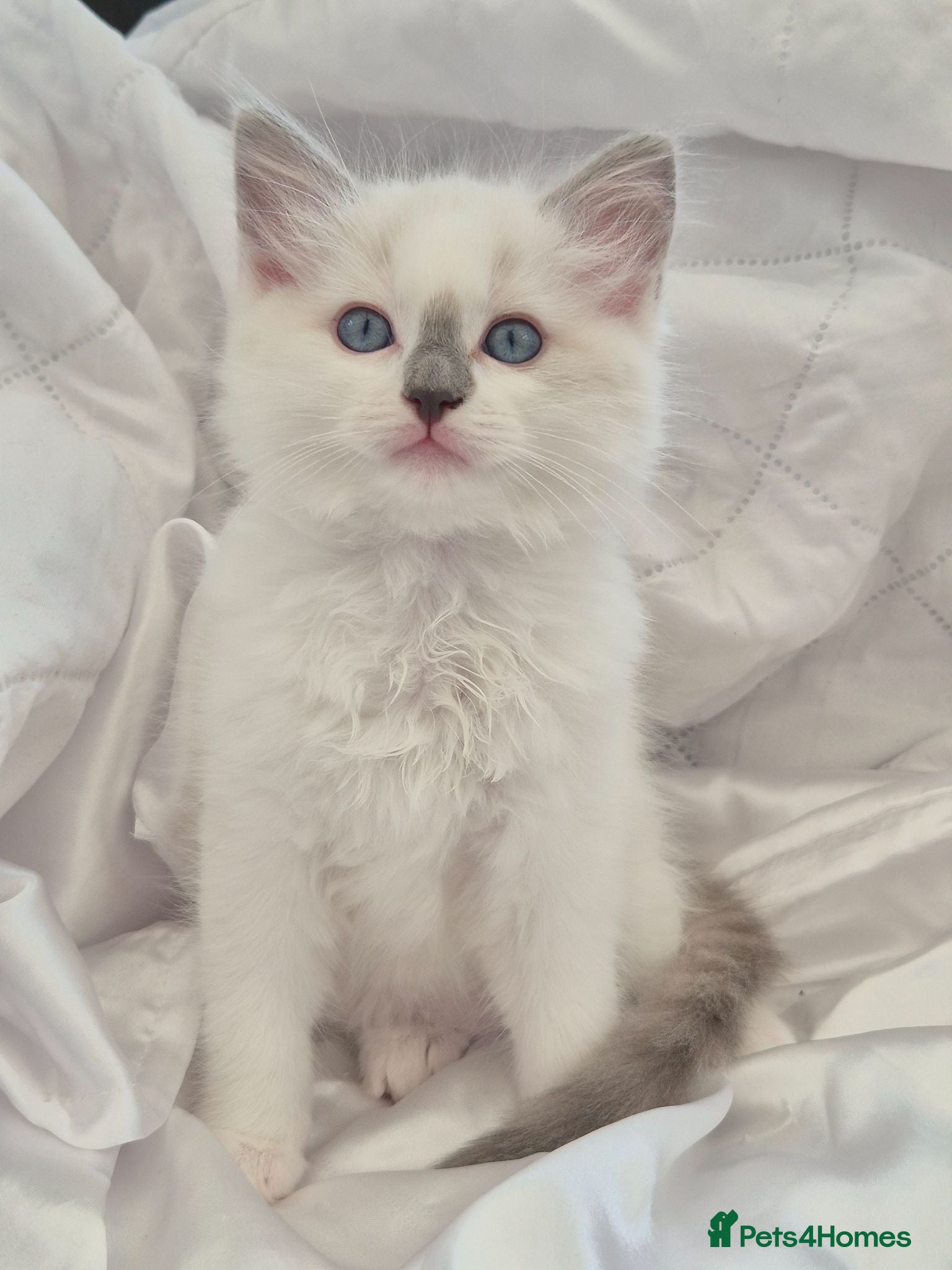 Ragdoll cats Ragdall Gccf ChampionBloodlines DNA TESTED - Advert 1