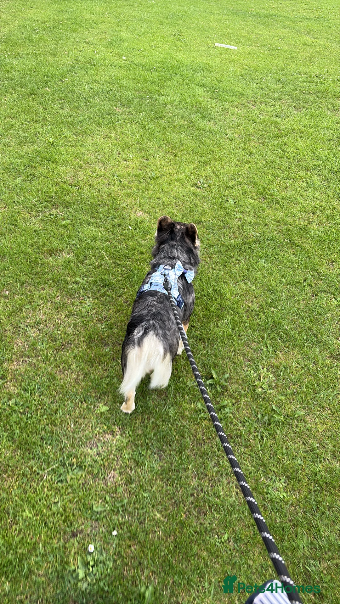 French Bulldog dogs for stud: GIMLI THE GREAT FOR STUD - Advert 7