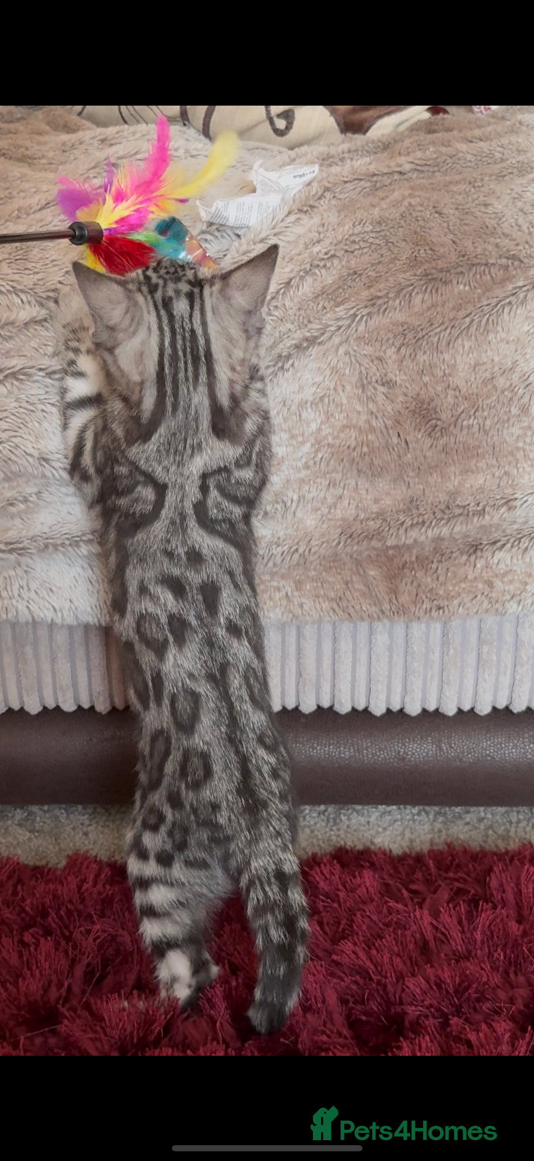 Bengal cats for sale: ⭐️Divine silver black spotted tabby bengal ⭐️ - Advert 6