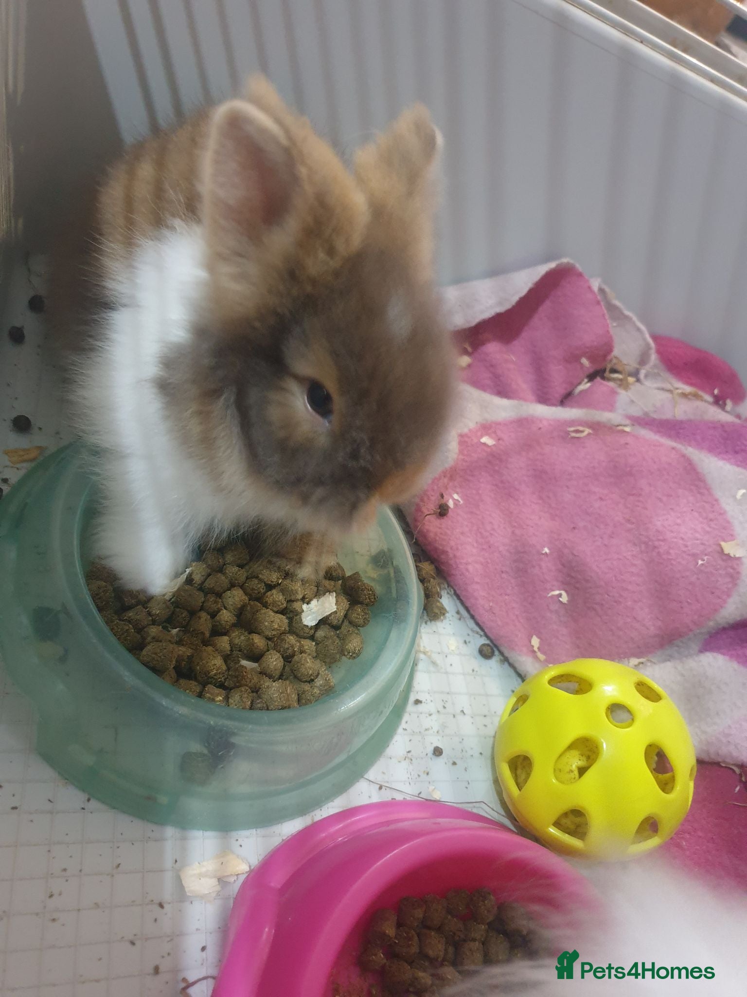 Lionhead rabbits Ready now last beautiful lionhead rabbits for sale - Advert 19