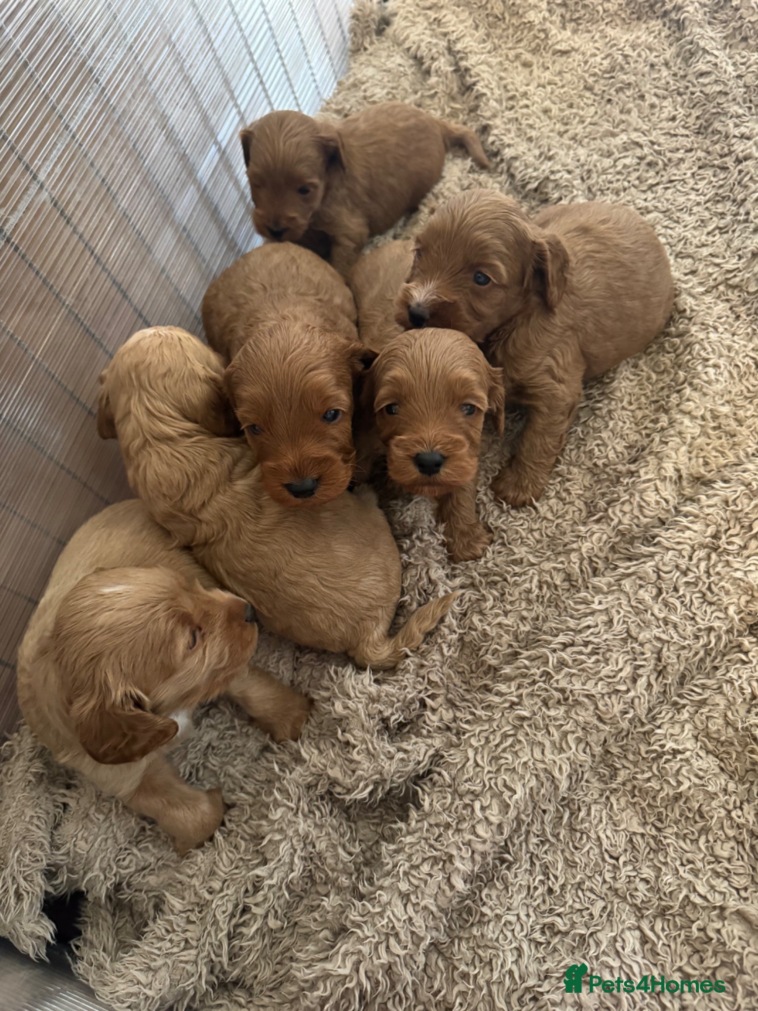 Cockapoo dogs Cockapoo Puppies - Advert 11