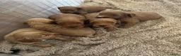 Cockapoo dogs for sale: Cockapoo Puppies in Beauly - Advert 1