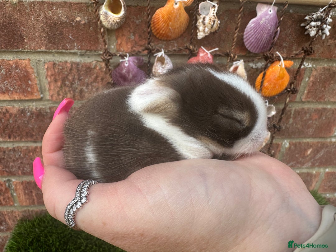 Mini Lop rabbits for sale: Stunning mini lops - Image 9