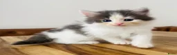 Persian cats for sale: Beautiful Persian Kittens  - Advert 3