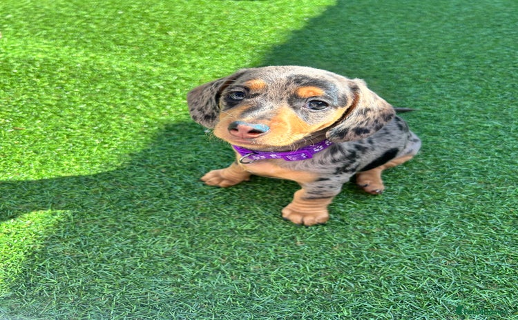 Miniature Dachshund dogs - Advert 3