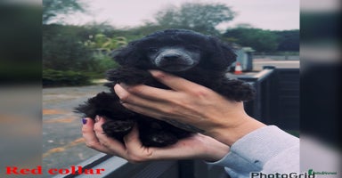 Miniature Poodle dogs - Advert 5